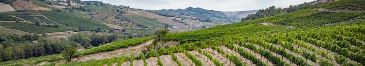 THE SPARKLING WINES AND ROSÉS FROM LOMBARDIA